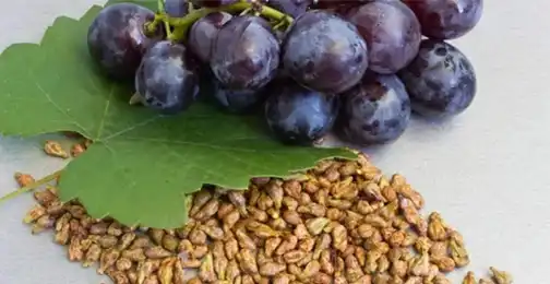 How Much Grape Seed Extract per Day?